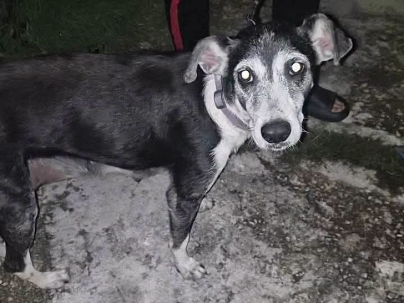 Investigan presunto caso de maltrato animal en Vergel