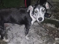 Investigan presunto caso de maltrato animal en Vergel