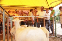 Producci&oacute;n ovina tiene mucho futuro en Yucat&aacute;n