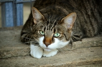 No s&oacute;lo los gatos transmiten toxoplasmosis