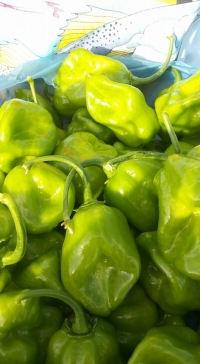 Buscan certificaci&oacute;n de chile habanero en la Pen&iacute;nsula
