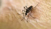 Contin&uacute;a al alza el dengue en Yucat&aacute;n