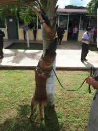 Encuentran residuos de cannabis en escuela de Tizim&iacute;n