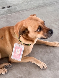 Cetram tiene un inspector muy "perro&rdquo;