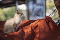 En tiempos modernos, la compa&ntilde;&iacute;a ideal son los gatos