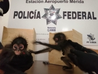 Asegura PF dos monos ara&ntilde;a en Aeropuerto de M&eacute;rida