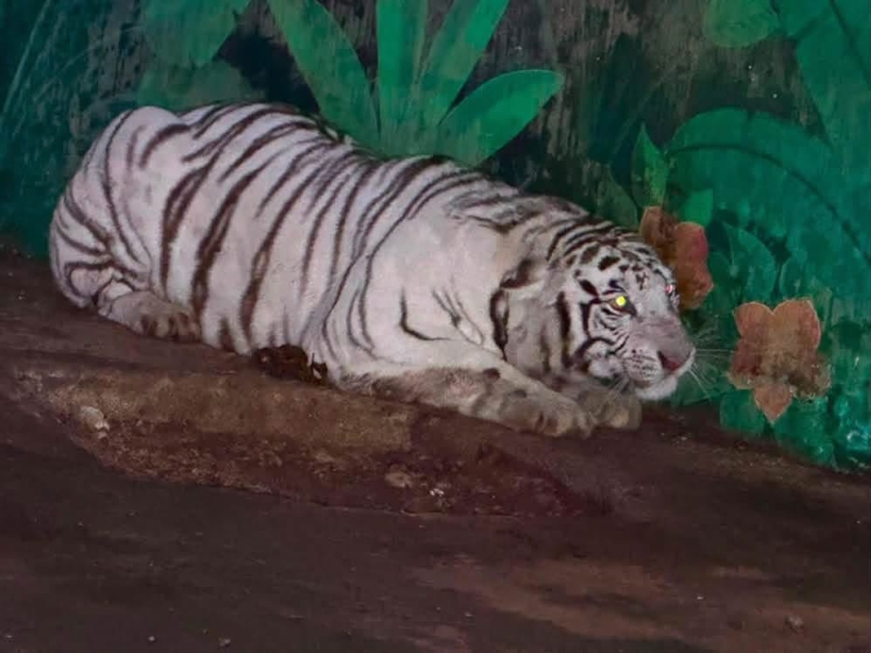 Aseguran tigres y panteras al CJNG