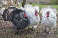 Yucat&aacute;n, primer lugar en producci&oacute;n de pavos