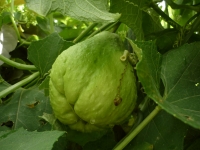 Desarrollan s&uacute;per chayote mexicano contra el c&aacute;ncer