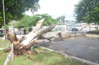 Colapsa &aacute;rbol y genera movilizaci&oacute;n en Tizim&iacute;n