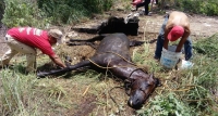 Caballo cae en fosa s&eacute;ptica en Conkal