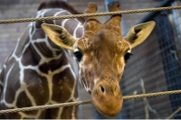 Animales involucrados en actividades tur&iacute;sticas, v&iacute;ctimas de maltrato