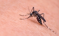 A&uacute;n se registran casos de malaria o paludismo en M&eacute;xico