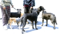 Un mito, las razas agresivas de perros