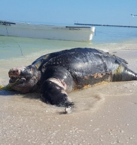 Tortuga gigante muere en las costas de Yucat&aacute;n