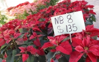 Flores de Nochebuena en M&eacute;rida