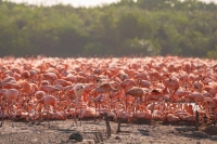 Miles de flamencos anidan en la costa norte de Yucat&aacute;n