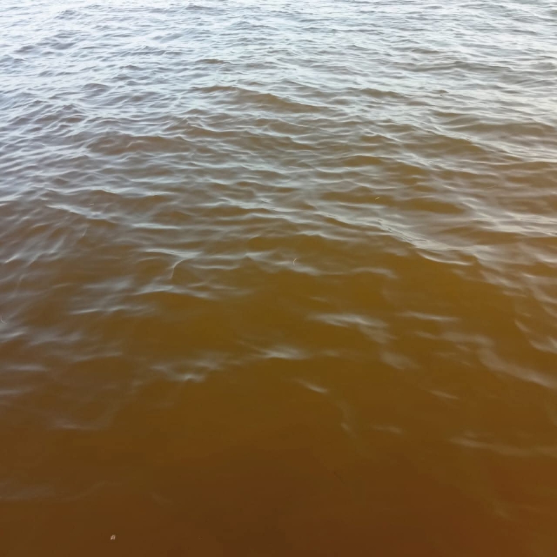 Monitorean marea roja en la costa oriente de Yucatán