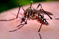 Epidemia de dengue es analizada con modelo matem&aacute;tico
